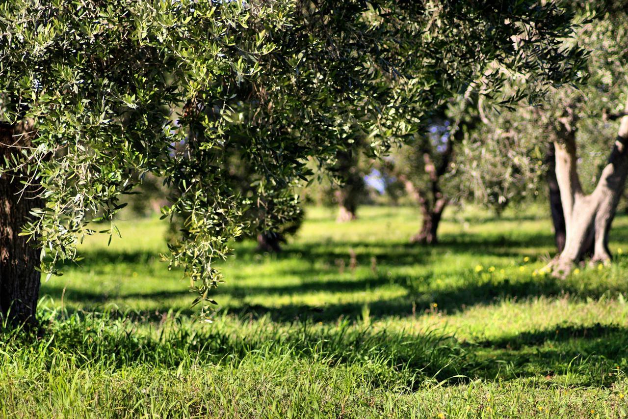 Mater Bed & Food-Riserva Naturale Di Torre Guaceto Serranova Exterior photo