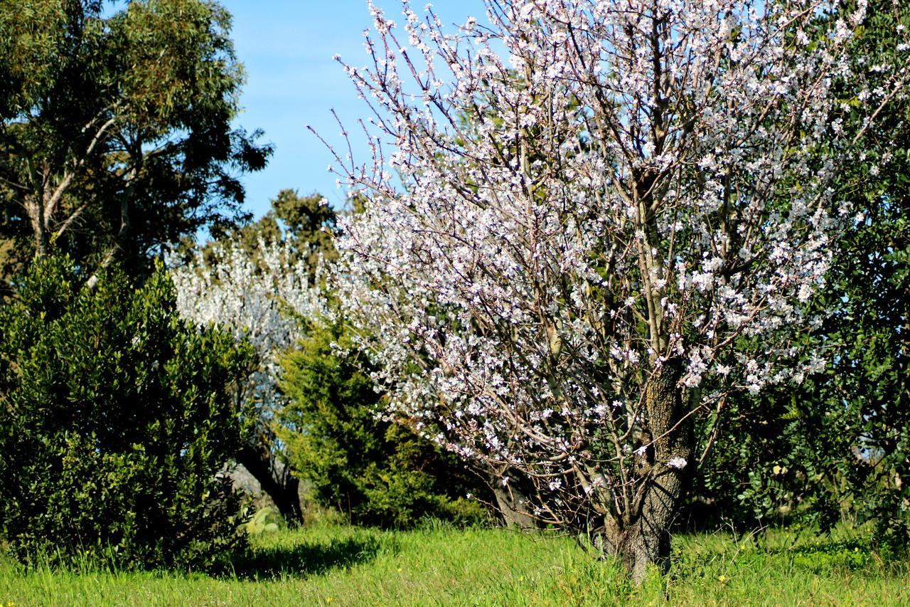 Mater Bed & Food-Riserva Naturale Di Torre Guaceto Serranova Exterior photo